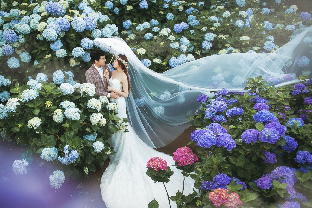 台中婚紗推薦,桃園婚紗推薦,自然婚紗照,花海婚紗,陽明山高家繡球花