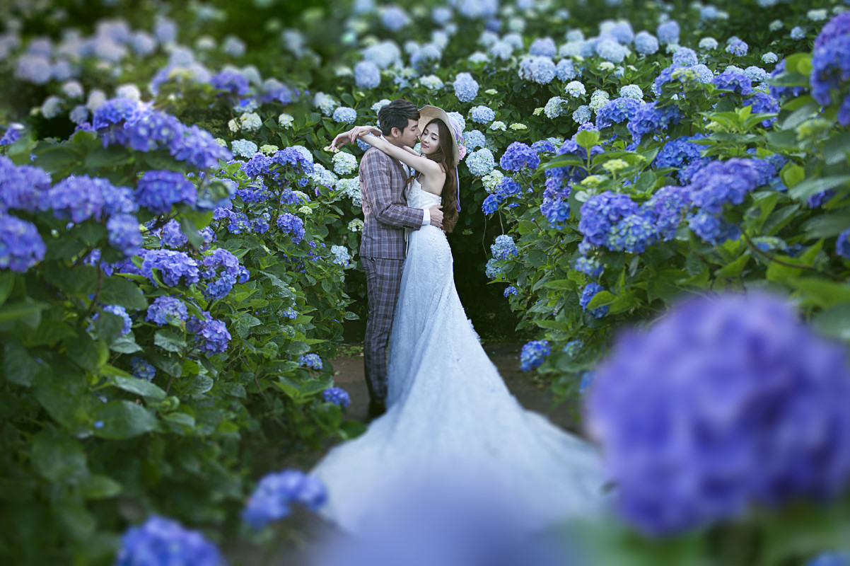 台中婚紗推薦,桃園婚紗推薦,自然婚紗照,花海婚紗,陽明山高家繡球花