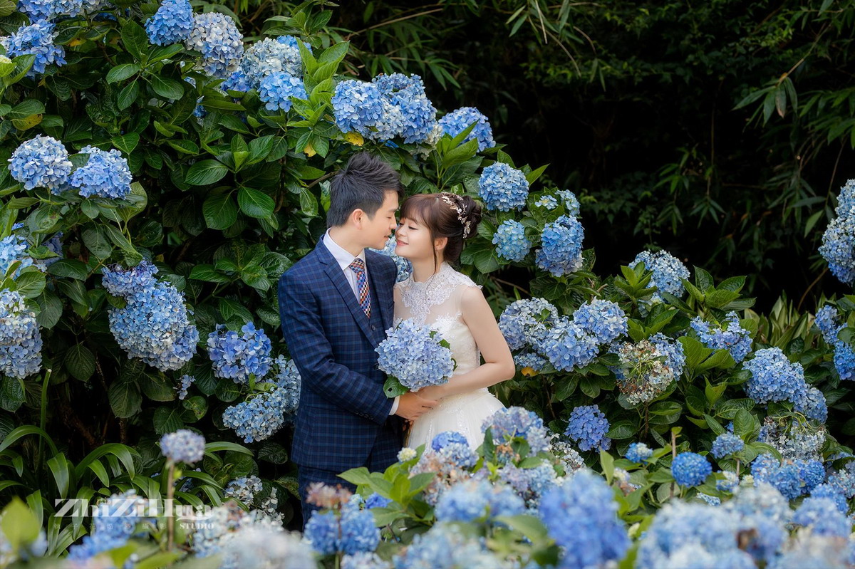 台北陽明山繡球花｜婚紗外拍秘境